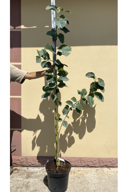 Магнолія Суланжа Блек Туліп - 7,5л/вис.160-180см/Ø30-40см